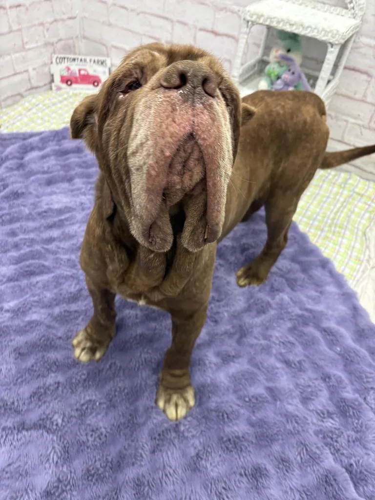 Patty Melt thumbnail 3