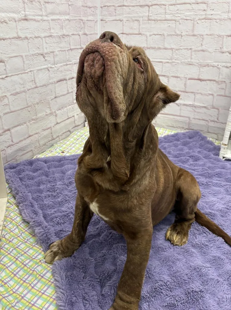 Patty Melt thumbnail 4