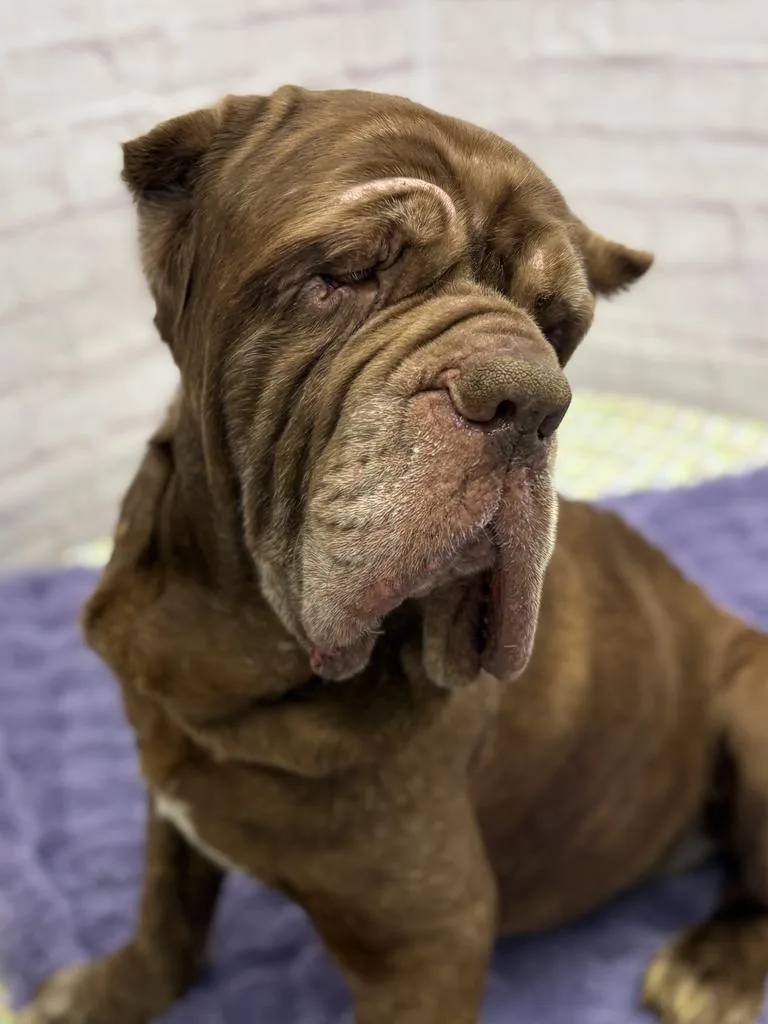 Patty Melt thumbnail 5