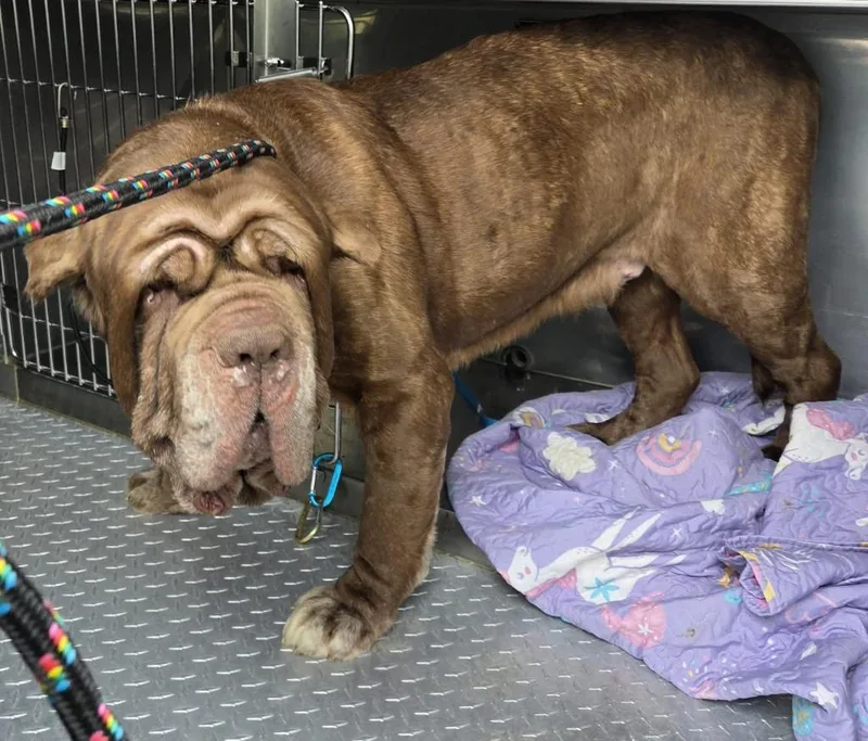 Patty Melt thumbnail 6