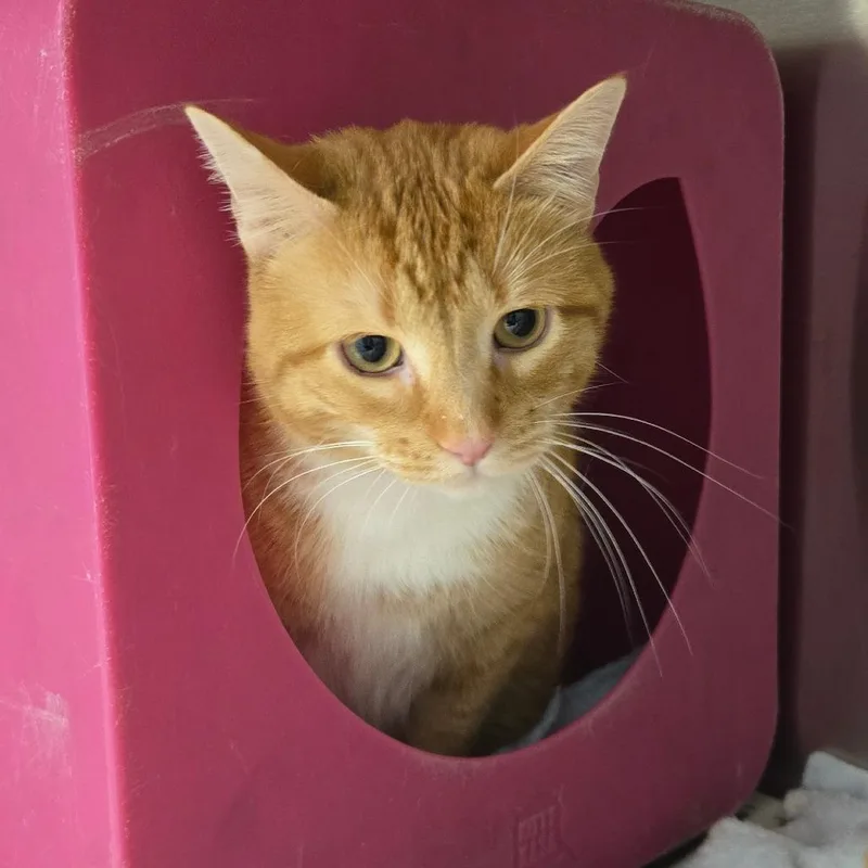 An adult extra large-sized male Orange / Red Domestic Short Hair cat named Finnegan for adoption in Waukesha, WI