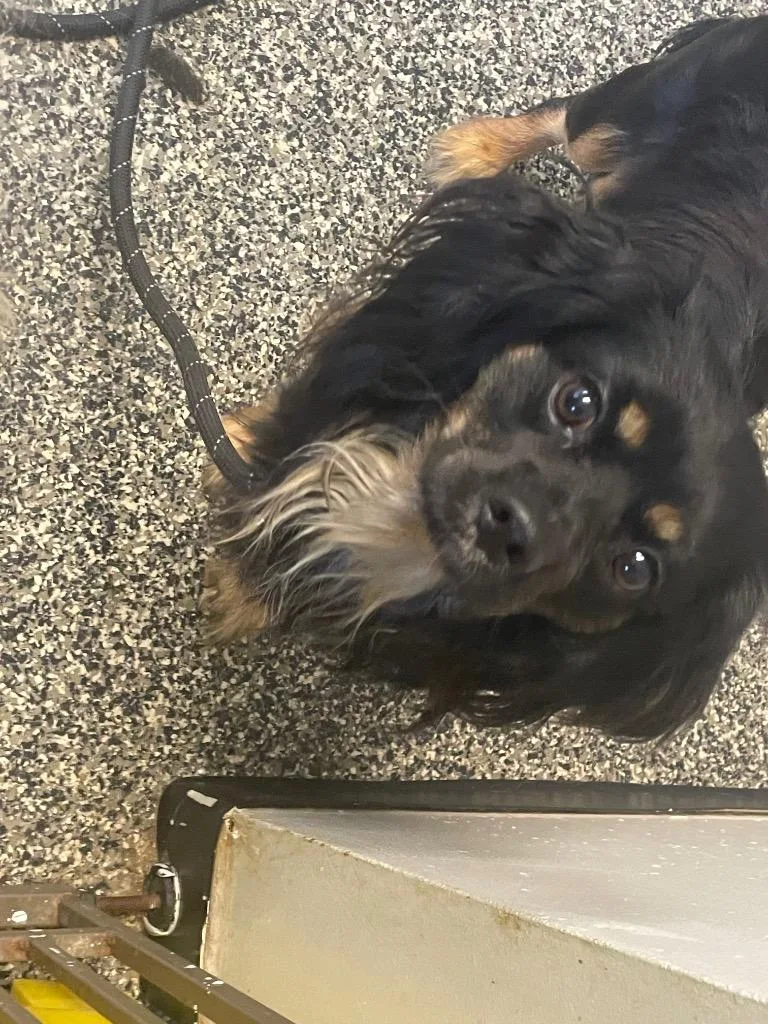 A young small-sized male Mixed Breed dog named Thaddeus for adoption in Columbia, TN