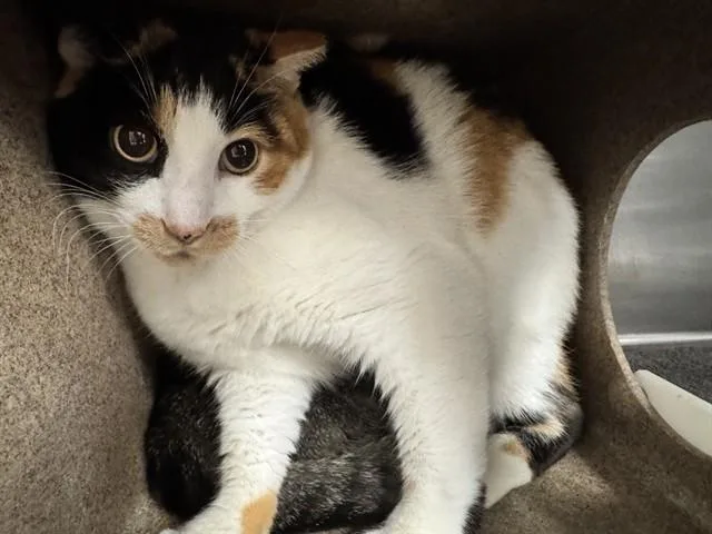 An adult medium-sized female Domestic Short Hair cat named Summer for adoption in Pueblo, CO