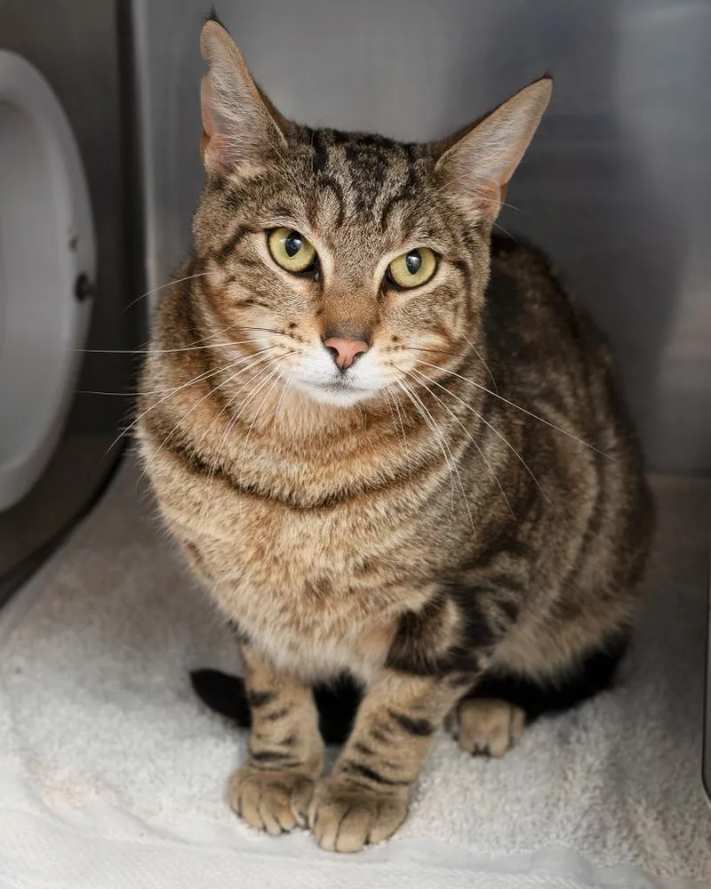 A young large-sized male Domestic Short Hair cat named Mack for adoption in Boone, IA
