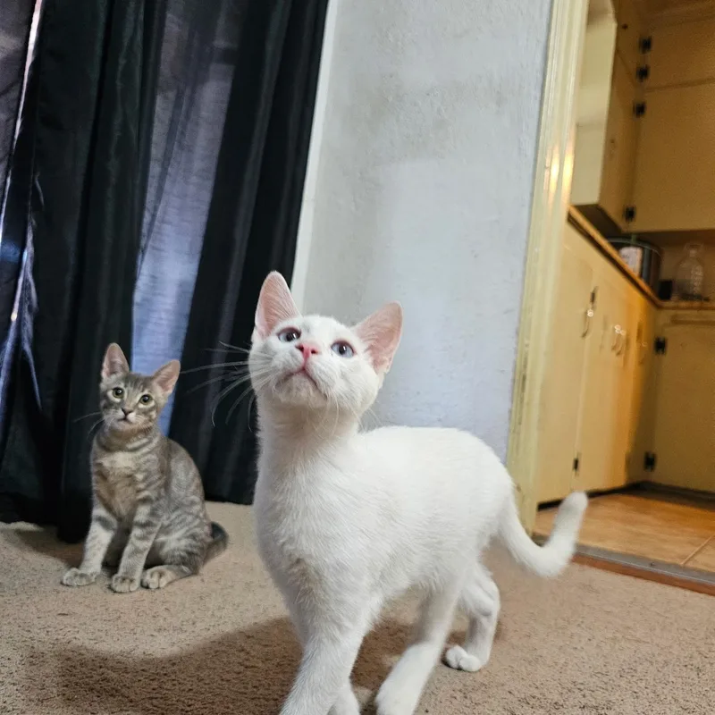 A baby medium-sized male Tabby (Gray / Blue / Silver) American Shorthair cat named Cosmo for adoption in Mission Viejo, CA
