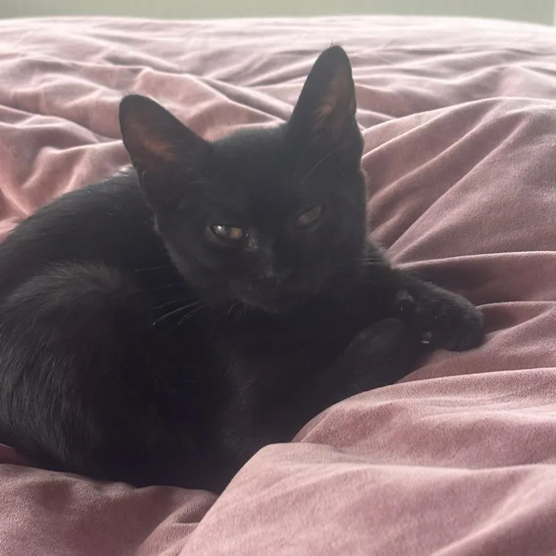 A baby small-sized female Black Domestic Short Hair cat named Picante for adoption in San Antonio, TX