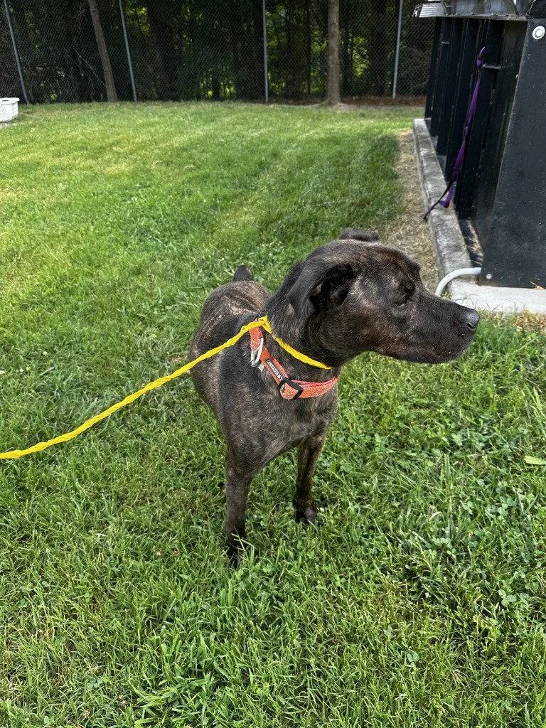 An adult large-sized male Pit Bull Terrier dog named DA Dez for adoption in Glen Allen, VA