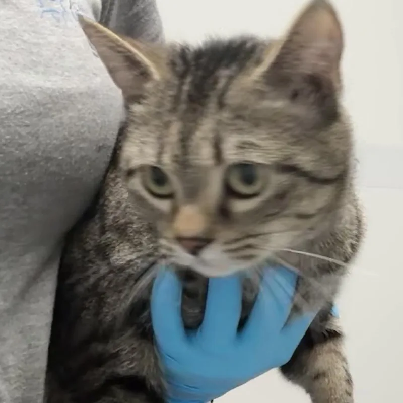 An adult medium-sized male Brown / Chocolate Domestic Short Hair cat named Camilla for adoption in Concord, NC