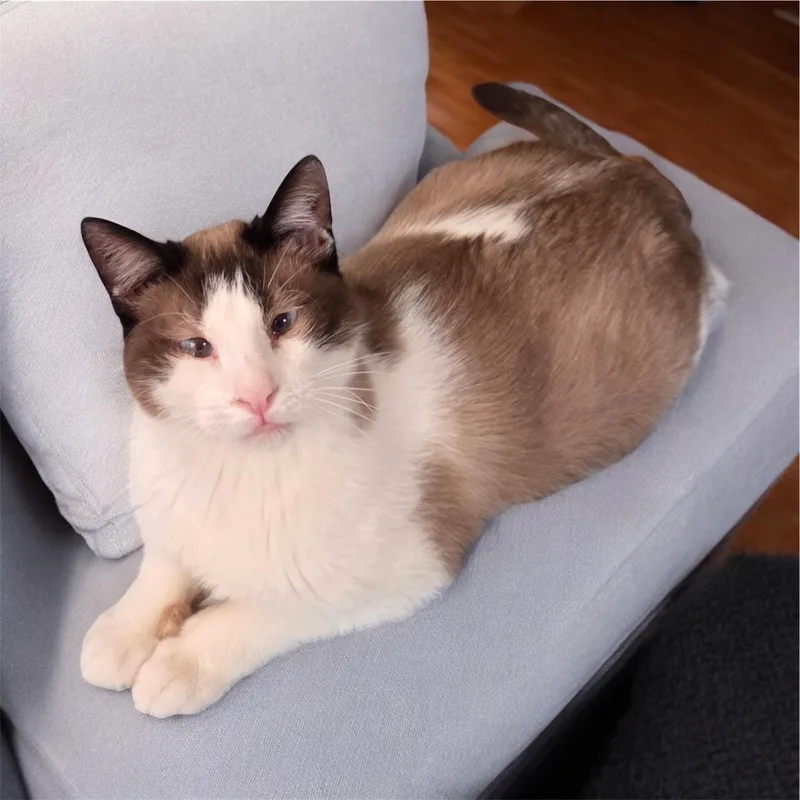 A young medium-sized male Siamese cat named Leo for adoption in High Ridge, MO