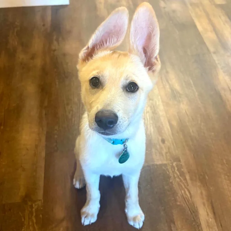 A baby small-sized female White / Cream Mixed Breed dog named Atari for adoption in Buffalo, MN