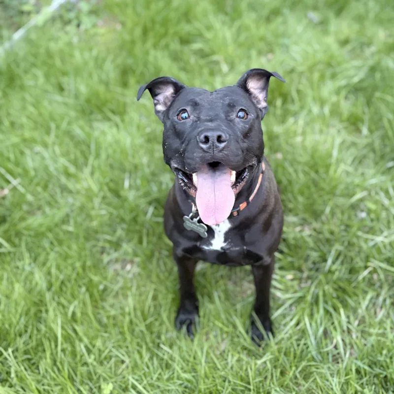 An adult medium-sized male Black Pit Bull Terrier dog named Moe for adoption in Albany, NY