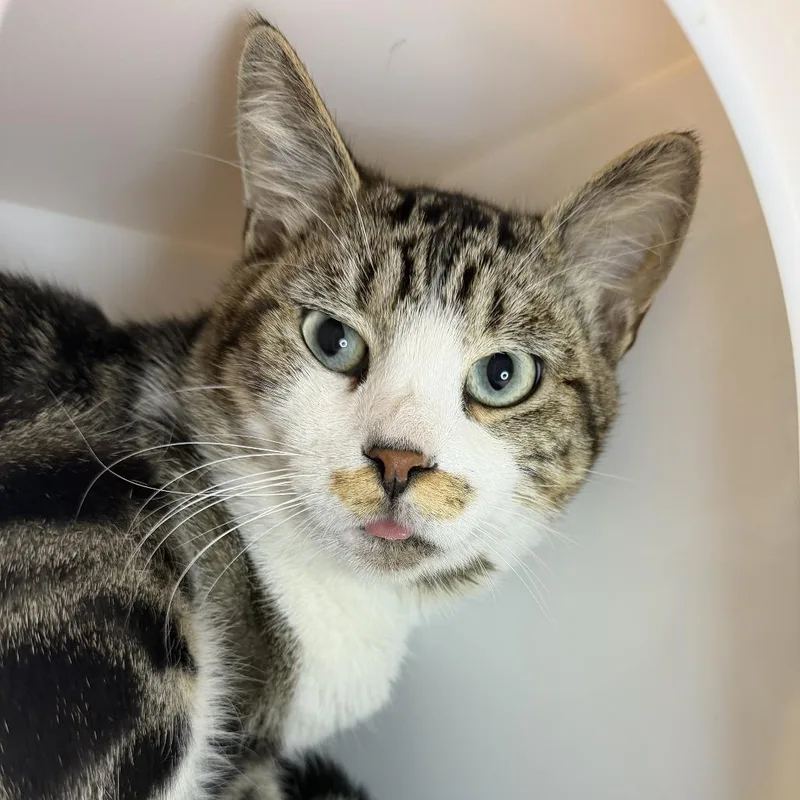 A young small-sized male Domestic Short Hair cat named Bowser for adoption in Los Angeles, CA