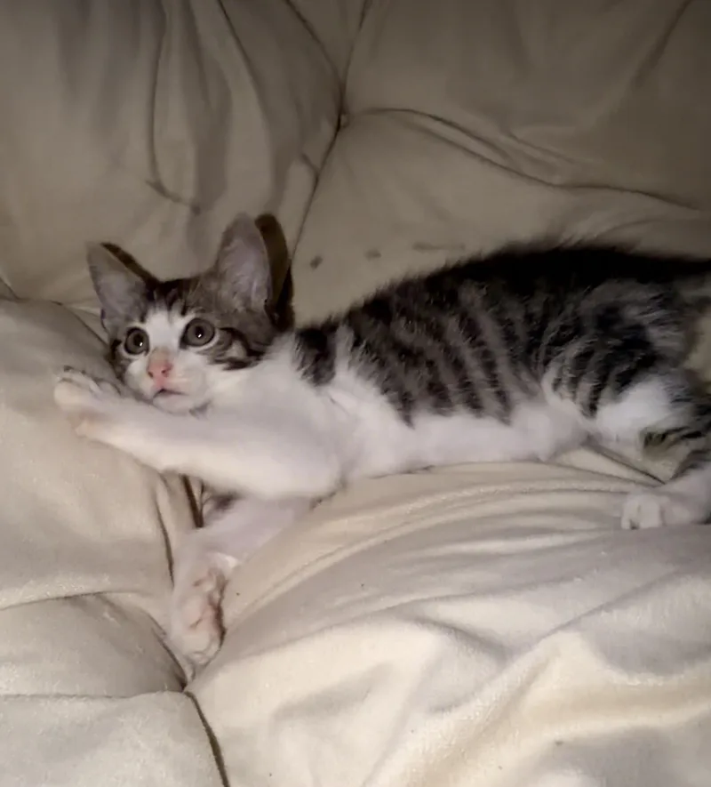 A baby medium-sized female Tabby (Gray / Blue / Silver) Domestic Short Hair cat named April for adoption in Norco, CA
