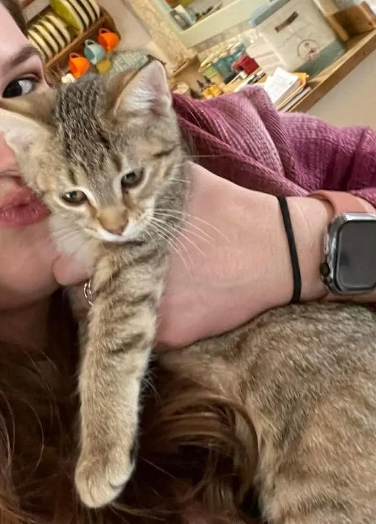 A baby medium-sized female Domestic Short Hair cat named Miumi for adoption in St. Cloud, MN