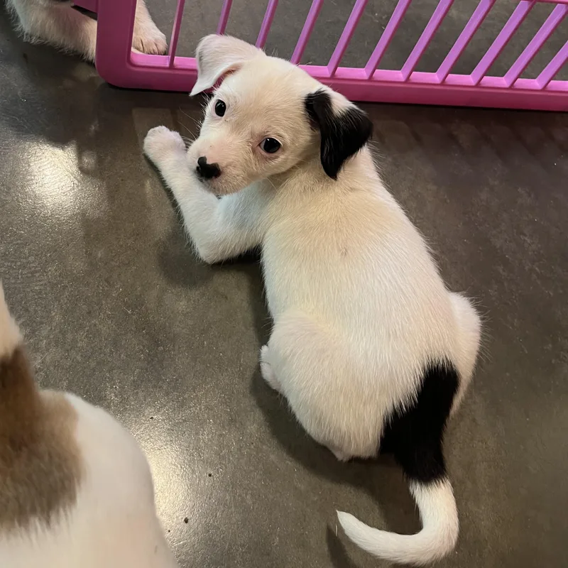 A baby small-sized female Brown / Chocolate Terrier dog named Stars for adoption in Salisbury, NC