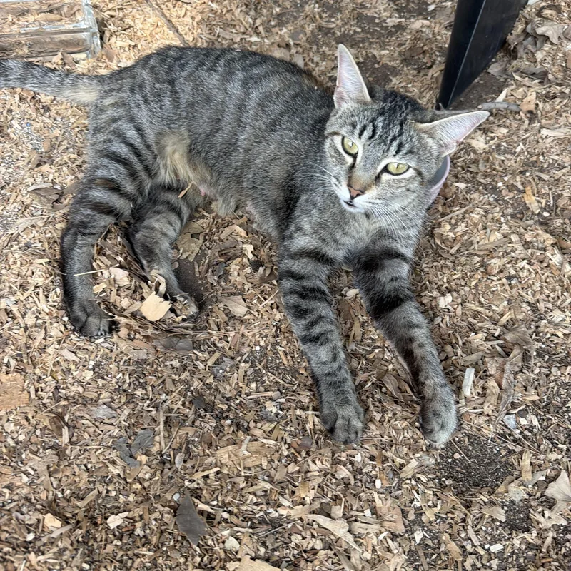 A young medium-sized female Tabby (Buff / Tan / Fawn) American Shorthair cat named Eve for adoption in Redlands , CA