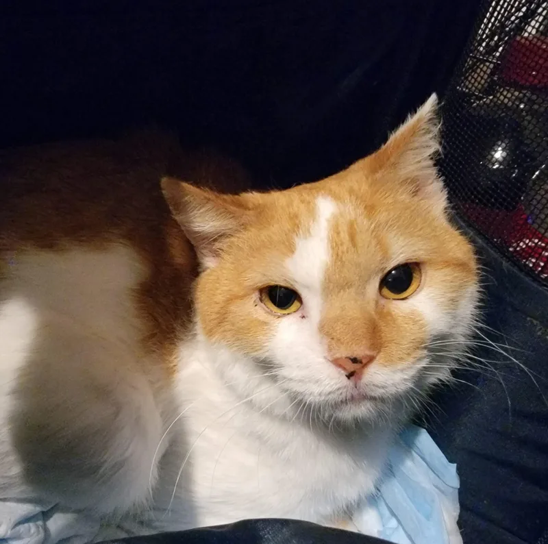 An adult medium-sized male Domestic Short Hair cat named Harbin for adoption in Tipp City, OH