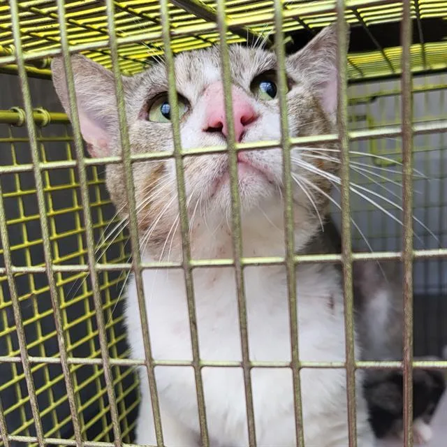 A young large-sized male Domestic Short Hair cat named Wally for adoption in San Antonio, TX
