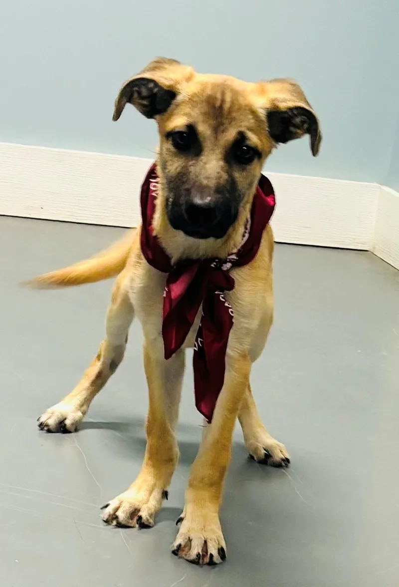A baby medium-sized male Yellow / Tan / Blond / Fawn Shepherd dog named Salem for adoption in Hawk Point, MO
