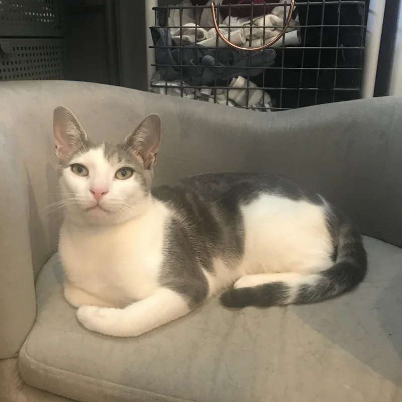 A baby medium-sized male Gray & White Domestic Short Hair cat named Syd for adoption in Brooklyn, NY