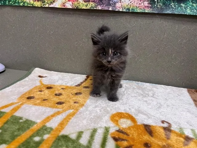 A baby small-sized female Domestic Medium Hair cat named A for adoption in Moreno Valley, CA