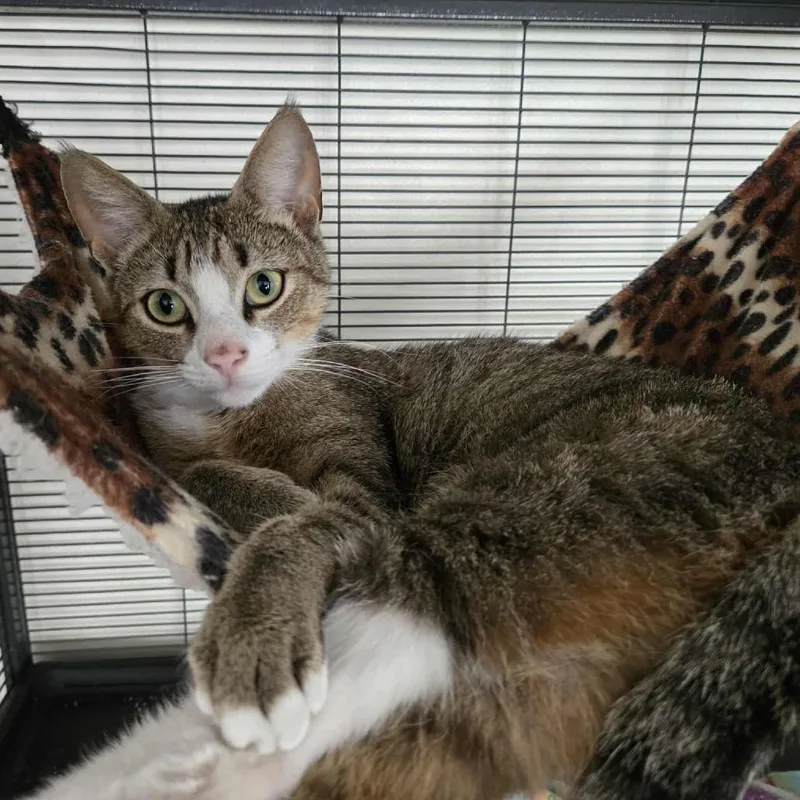 An adult medium-sized female Brown / Chocolate Domestic Short Hair cat named Rumi for adoption in Boston, MA