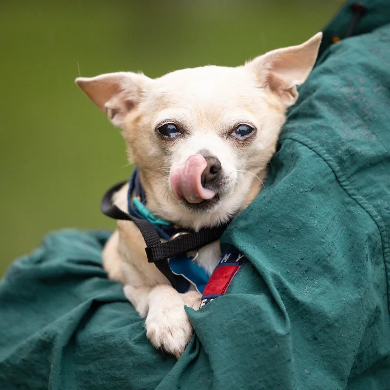A senior small-sized male Apricot / Beige Chihuahua dog named Phillip for adoption in Whitewater, WI