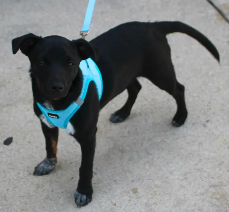 A young medium-sized male Black Feist dog named Jason for adoption in Stuarts Draft, VA
