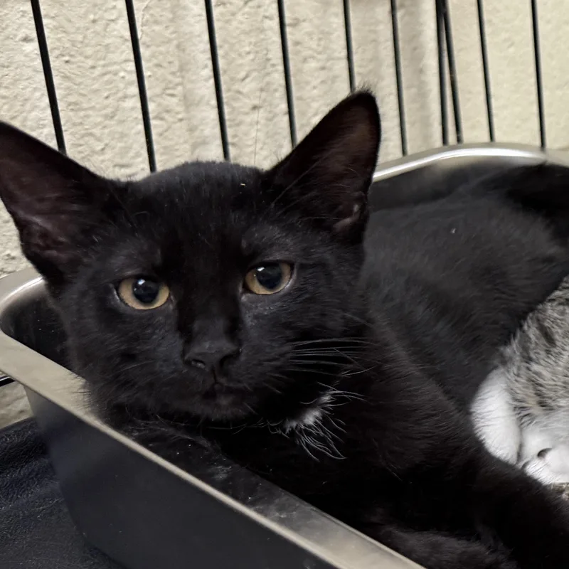 A baby medium-sized male Black Domestic Short Hair cat named Raymond for adoption in Wantagh, NY
