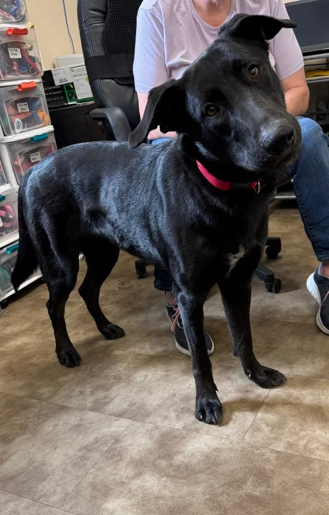 A young medium-sized male German Shepherd Dog dog named Bugsy for adoption in Springfield, OH
