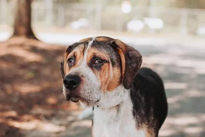 An adult medium-sized male Hound dog named A King Julien for adoption in North Charleston, SC