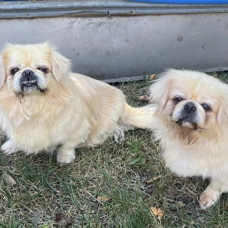 An adult small-sized female Pekingese dog named Adrian & Rocky for adoption in Overland Park, KS