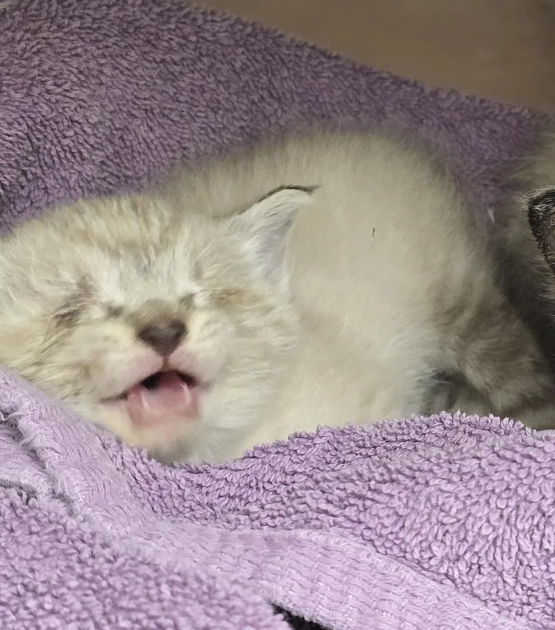 A baby small-sized female Cream / Ivory Siamese cat named Pillow for adoption in Evansville, IN