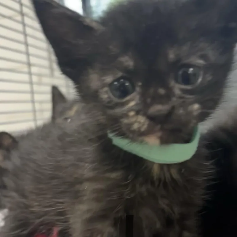 A baby small-sized female Torbie Domestic Short Hair cat named Maple Bear for adoption in Webster, TX