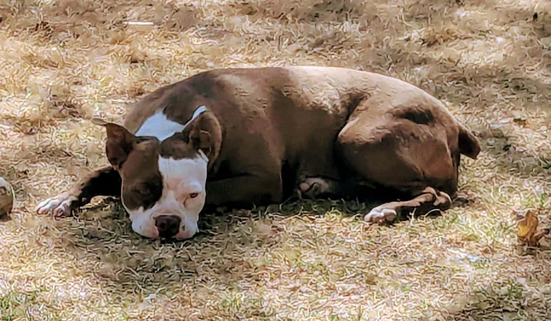 Cissy  Phoenix Az thumbnail 3