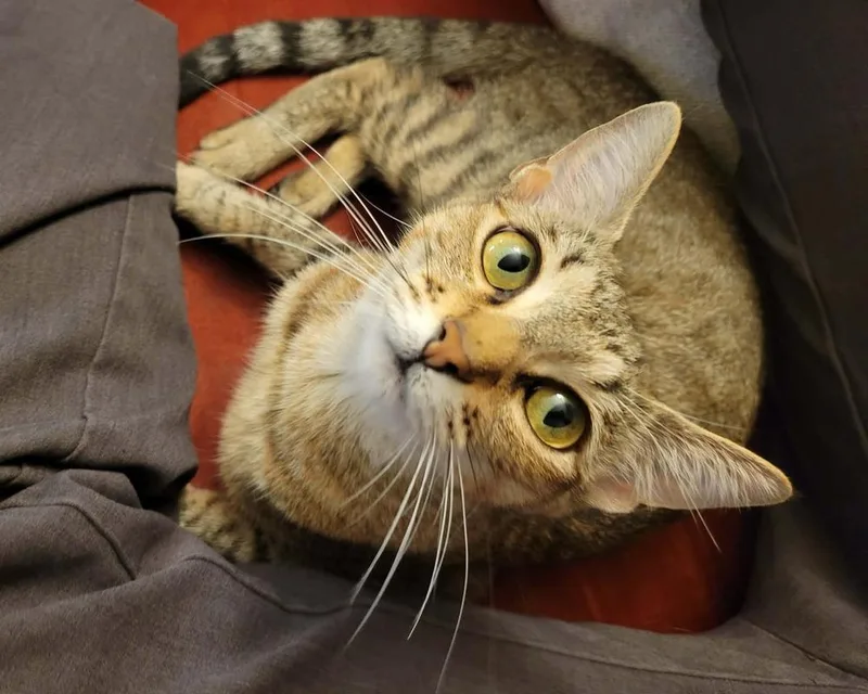 A young medium-sized female Tabby (Brown / Chocolate) Domestic Short Hair cat named Lassen for adoption in tucson, AZ