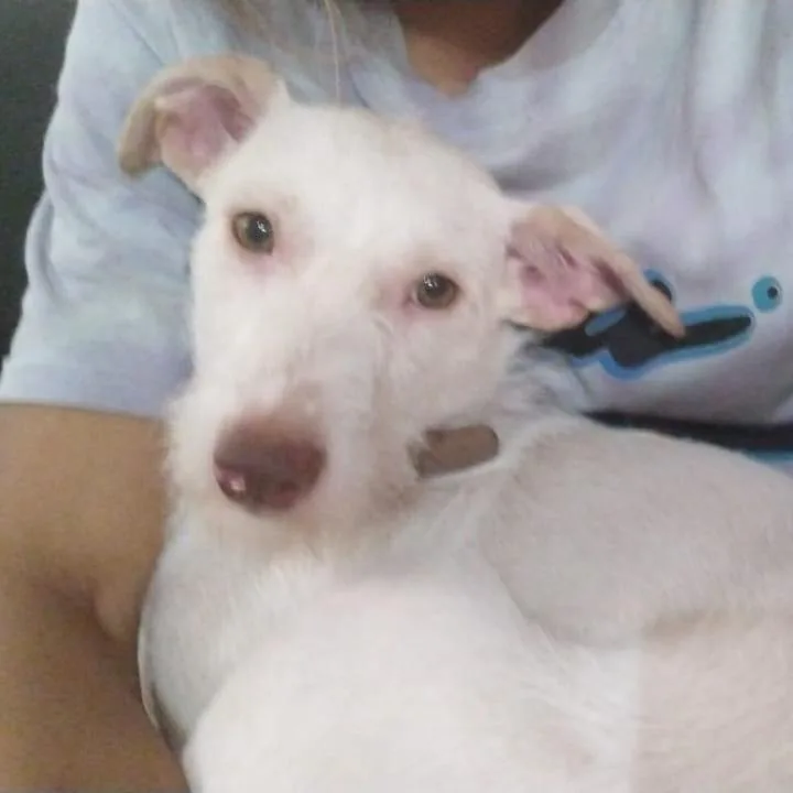 A young small-sized female White / Cream Terrier dog named Nuby for adoption in Tacoma, WA