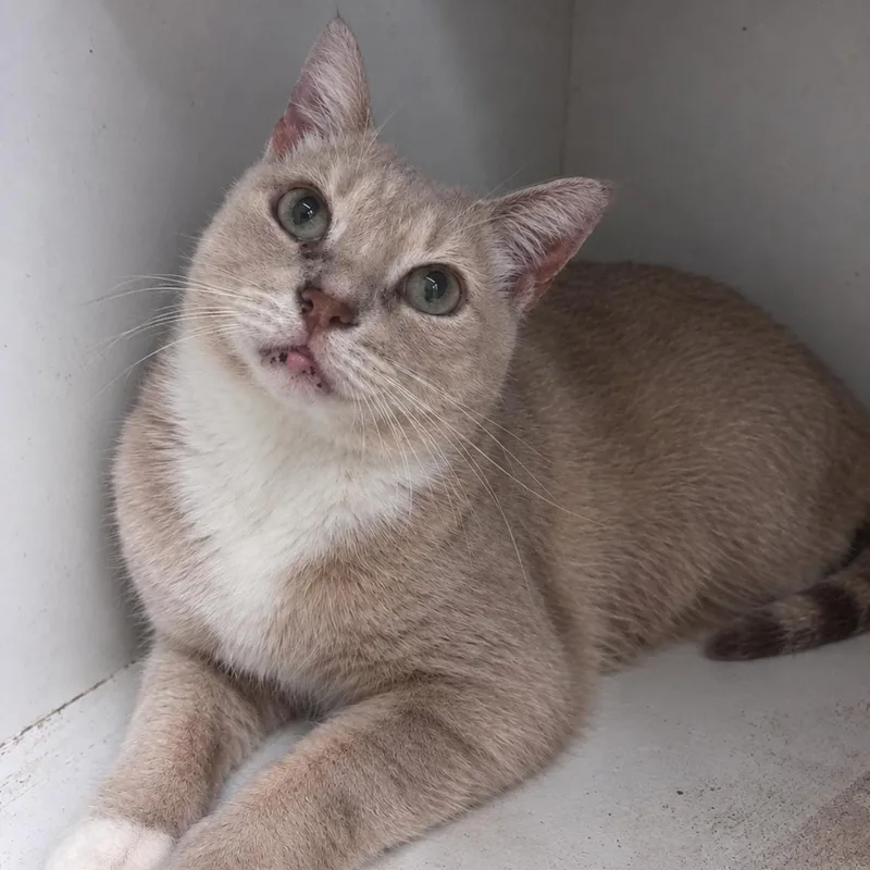 An adult large-sized male Domestic Short Hair cat named Rocket for adoption in New Castle, IN