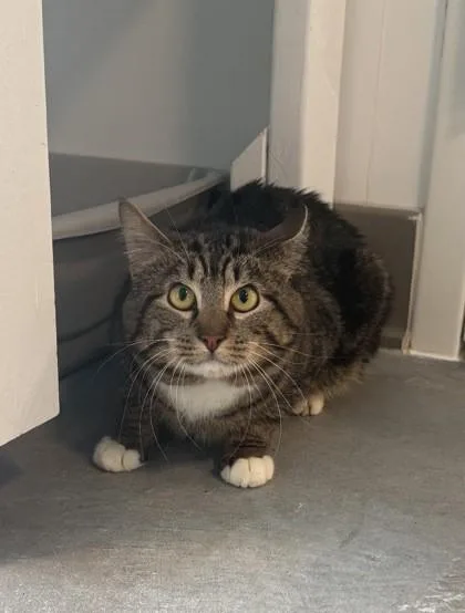 An adult medium-sized male Domestic Short Hair cat named Tabster for adoption in Sultan, WA