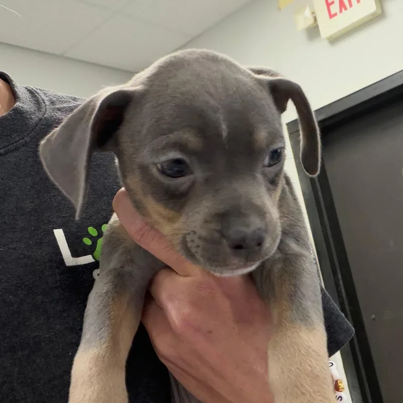 A baby medium-sized male Yellow / Tan / Blond / Fawn Mixed Breed dog named Whole Wheat for adoption in Greensboro, GA
