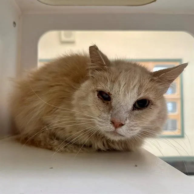 An adult small-sized male Domestic Long Hair cat named Sunkissed for adoption in Riverside, CA