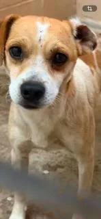 An adult small-sized male Brown / Chocolate Terrier dog named Conklin for adoption in Tulsa, OK