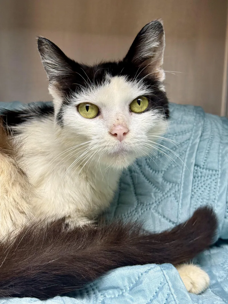 An adult small-sized female Domestic Medium Hair cat named Dolly for adoption in Frewsburg, NY