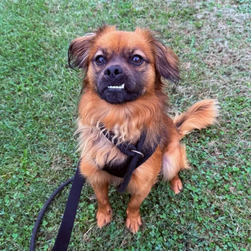 A young small-sized male Red / Chestnut / Orange Mixed Breed dog named Ernie for adoption in Greensburg, PA