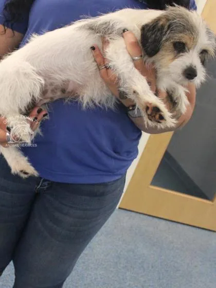 An adult medium-sized female Terrier dog named Patter for adoption in Kenansville, NC