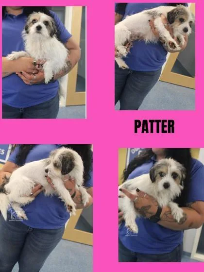 Patter thumbnail 2