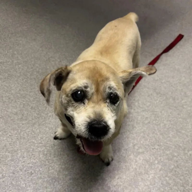 A senior medium-sized male Terrier dog named Jasper for adoption in Las Vegas, NV