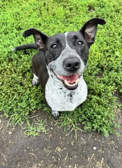 A senior small-sized female Cattle Dog dog named Taylor for adoption in St. Anne, IL