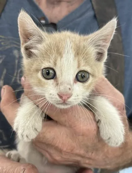 A baby medium-sized male Domestic Short Hair cat named Wallace for adoption in West Memphis, AR