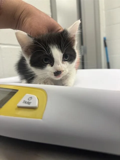 A baby small-sized male Domestic Short Hair cat named Napoleon for adoption in Indianapolis, IN